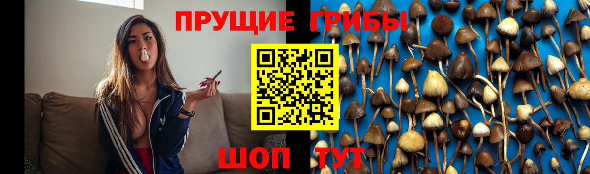 наркота  Псилоцибиновые грибы MAGIC MUSHROOMS  Гатчина  Вход с VPN  Галлюциногенные грибы прущие грибы 